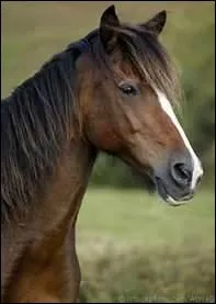 Quelle est la race de ce poney ?