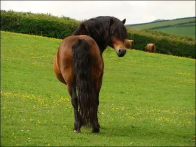 Quelle est la race de ce poney ?