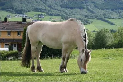 Quelle est la race de ce poney ?