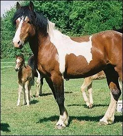 Quelle est la race de ce poney ?