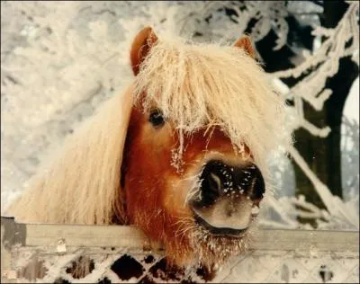 Quelle est la race de ce poney ?