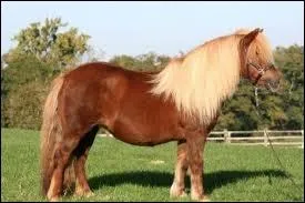 Comment sont les crins de ce cheval ?