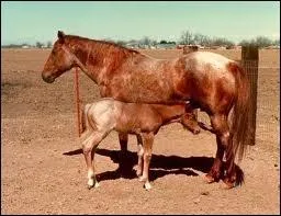 De quelle couleur est cette robe ?