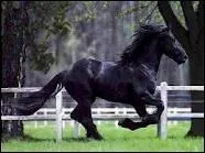 De quelle couleur est ce cheval ?