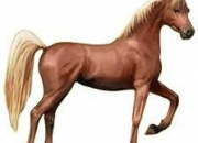 Quiz Les races de chevaux d'EQUIDEOW