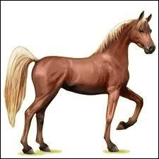Quel est le nom de la race de ce cheval ?