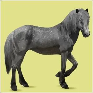 Quel est le nom de la race de ce cheval ?