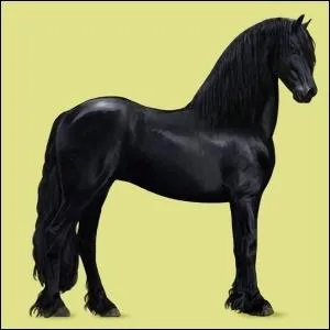 Quel est le nom de la race de ce cheval ?