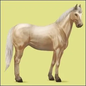 Quel est le nom de la race de ce cheval ?