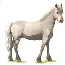 Quel est le nom de la race de ce cheval ?