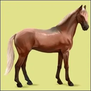 Quel est le nom de la race de ce cheval ?