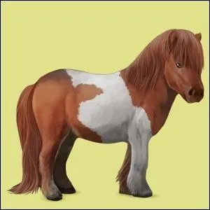 Quel est le nom de la race de ce cheval ?