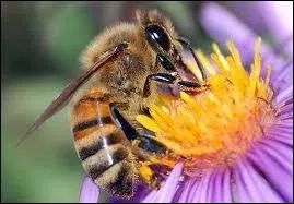 Animaux : quelle est la forme des alvoles d'un nid d'abeilles ?