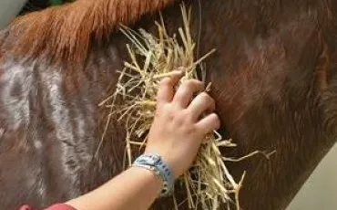 Quiz Galop 3