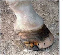 Quel est le rle de la ferrure ?