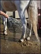 Doucher les membres de sa monture permet de :