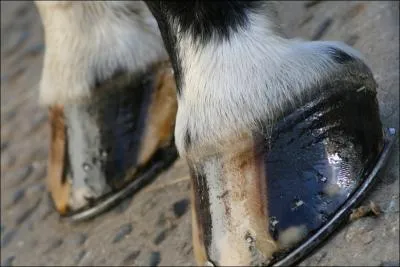 Vous graissez les pieds au moins :