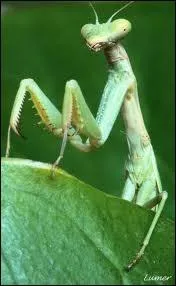 Quel est cet insecte assez... effrayant, qui dvore son  mari  ?