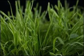 A quoi associe-t-on gnralement le vert ?