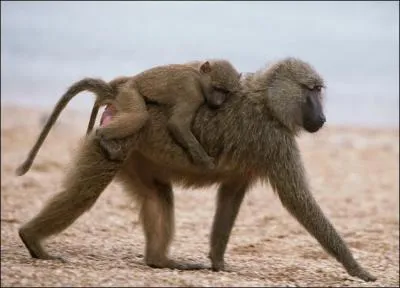 Et pour terminer, une troupe de babouins peut adopter des chiens !