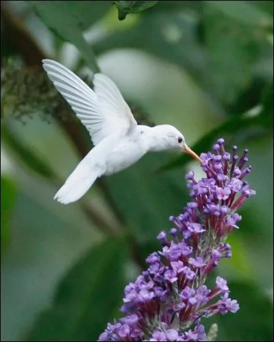 Cette photo est trs bien truque, il est impossible qu'un colibri soit blanc !