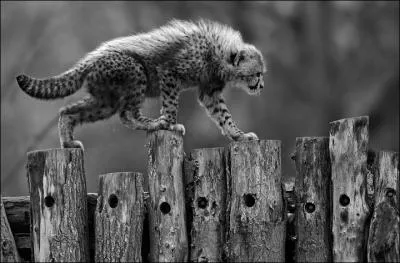 Recordman du monde de vitesse chez les mammifres, le gupard !