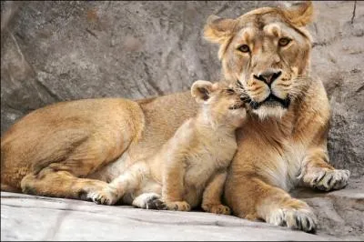 Une lionne peut adopter une jeune gazelle !