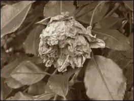 - nulle autre ainsi ne s'est (... ).