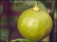 Quel est ce fruit issu du croisement d'une orange amre et d'une lime (citron vert)