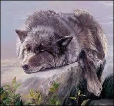 Qui a crit  La mort du loup  ?