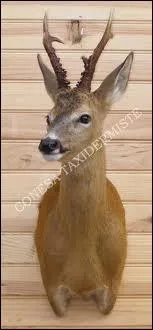 Qu'est-ce qu'un Brocard ?