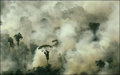 Selon WWF, elle devrait avoir perdu 55 % de sa surface d'ici :