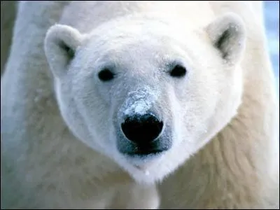 Les espces s'teignent aujourd'hui  un rythme qui est :