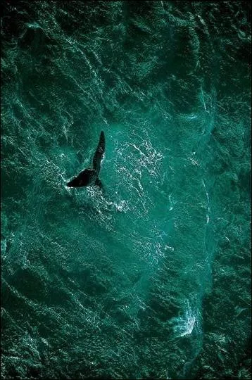 Depuis 1950, les prises de pche ont augment de manire  ce que l'on passe de :