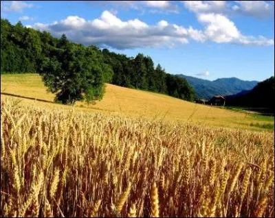 La production cralire amricaine pourrait nourrir :