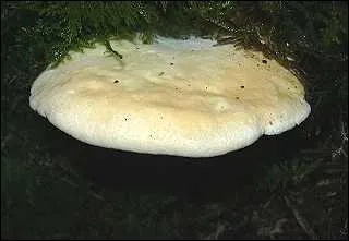 Quel est ce champignon bon comestible sous le chapeau duquel on trouve des aiguillons ?