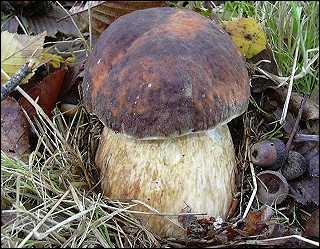 Quel est cet excellent champignon comestible ?