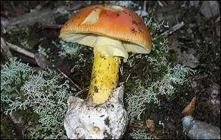 L'amanite des Csars est-elle comestible ?