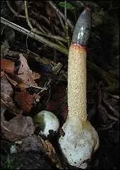 Le Satyre des chiens est-il comestible ?