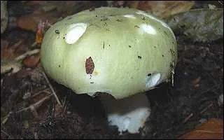 De quelle famille fait partie le champignon comestible  Palomet  ?