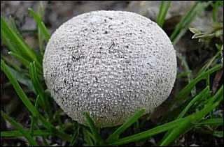 Quel est ce champignon ?