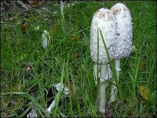 Quel est ce champignon class comestible ?
