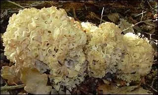 Quel est ce champignon appel  chou-fleur  qui peut atteindre jusqu' 10 kg ?