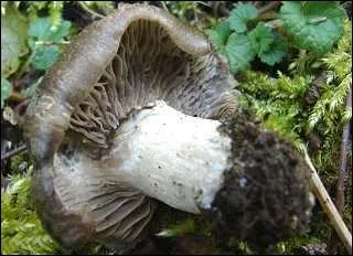 Quel est ce champignon qui pousse en mars ?