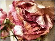 - sans penser qu'il (... ) flétrirait.