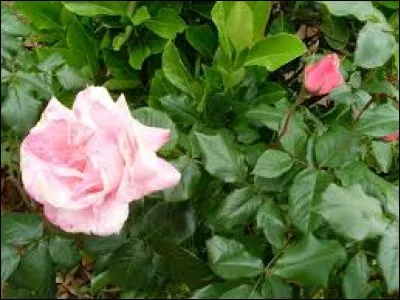 La capitale de l'Iran est Téhéran.