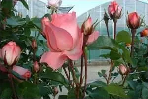 - ce que moi j'ai oublié de (... ). "