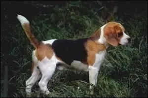 L'un est un chien courant,  jambes droites, l'autre a besoin de lunettes !