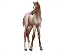 Quelle est la robe de ce cheval ?