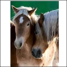 Comment s'appelle la marque qu'a le cheval de gauche ?